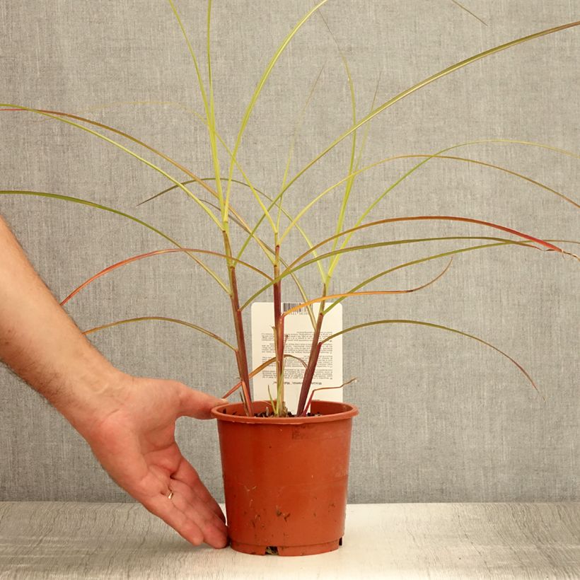 Amostra de Miscanto sinensis Malepartus Vaso de 1 L/1,5 L tal como entregue no verão