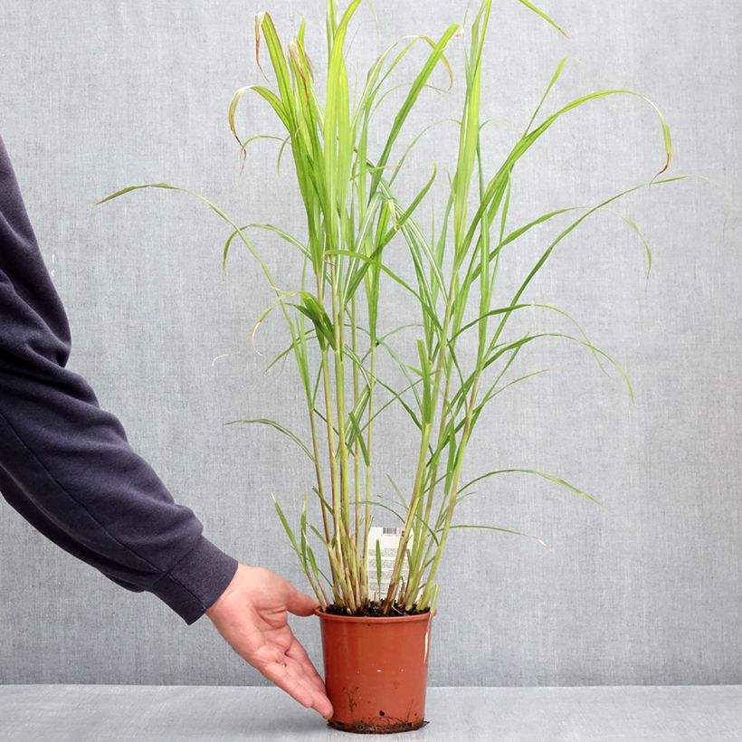 Amostra de Miscanto sinensis Malepartus Vaso de 1 L/1,5 L tal como entregue na primavera