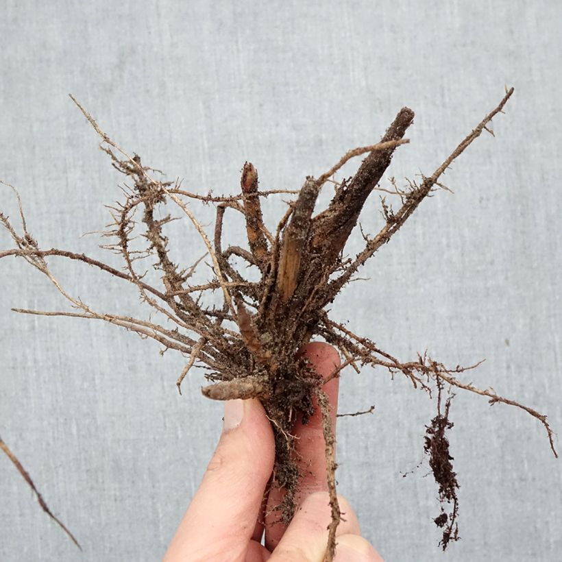 Amostra de Miscanto sinensis Malepartus Raízes nuas tal como entregue no inverno
