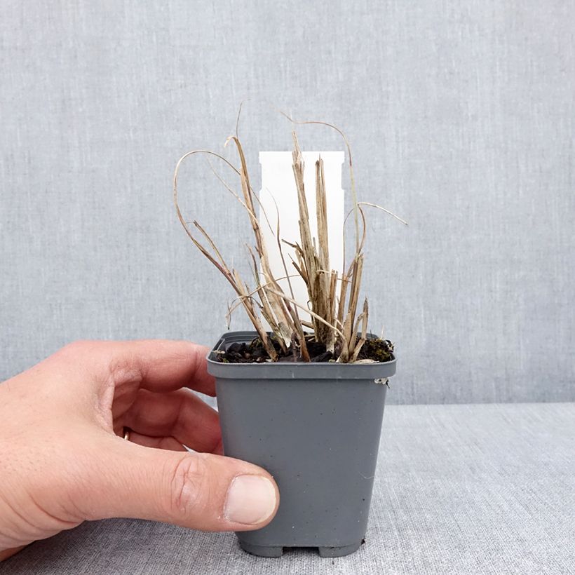 Amostra de Miscanto sinensis Morning Bright Vaso de 8/9 cm tal como entregue na primavera