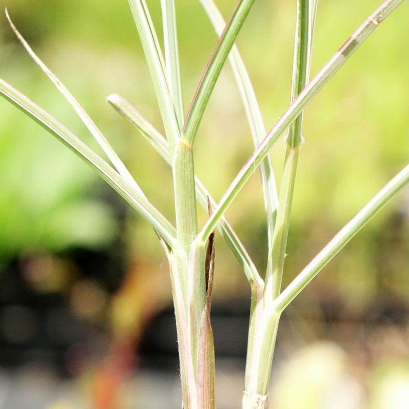 Miscanto sinensis Morning Bright (Folhagem)