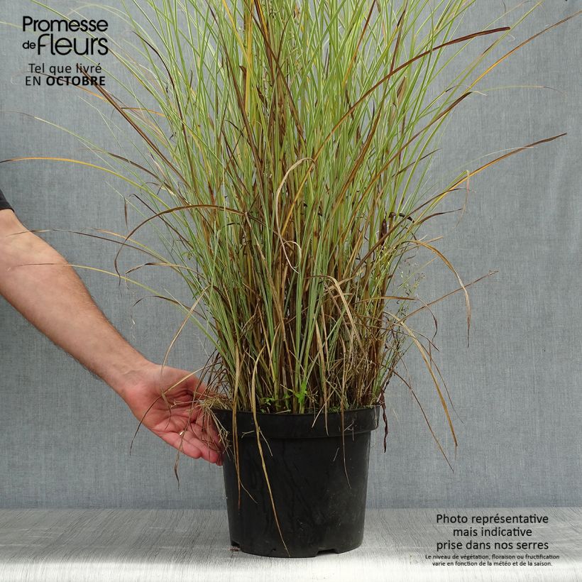 Amostra de Miscanto sinensis Morning Light Vaso de 7,5 L/10 L tal como entregue no outono