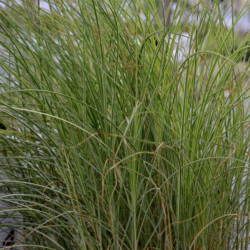 Miscanto sinensis Morning Light (Folhagem)