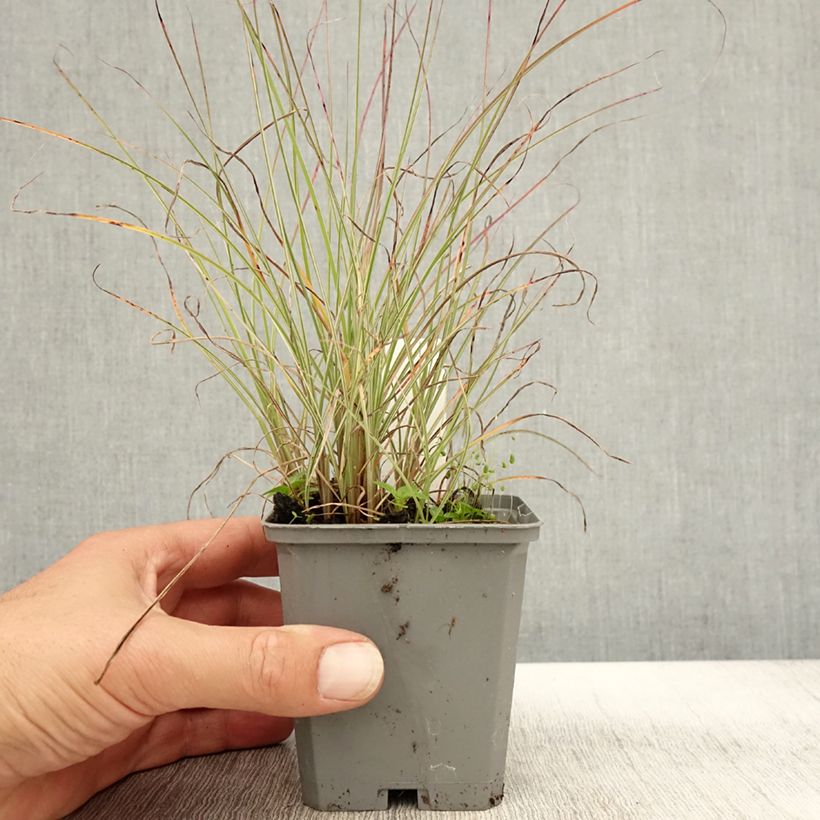 Amostra de Miscanto sinensis Morning Light Vaso de 8/9 cm tal como entregue no outono