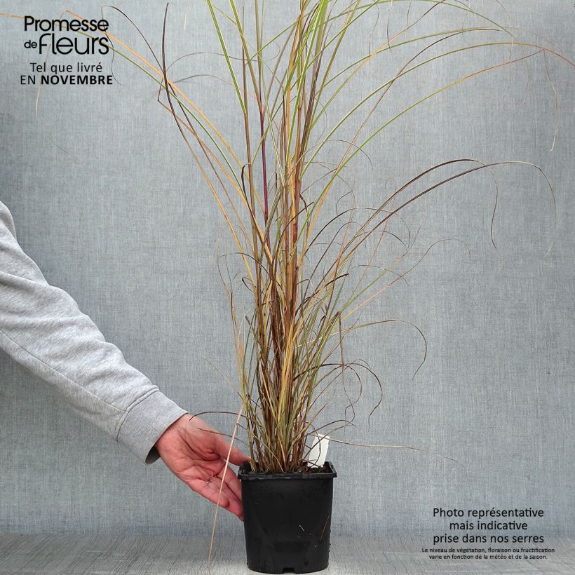 Amostra de Miscanto sinensis Morning Light Vaso de 2 L/3 L tal como entregue no outono