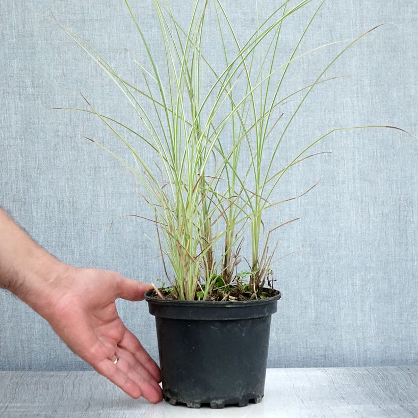 Amostra de Miscanto sinensis Morning Light Vaso de 2 L/3 L tal como entregue no verão