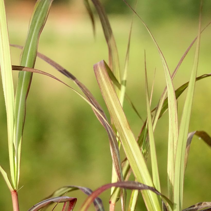 Miscanto sinensis Nippon (Folhagem)