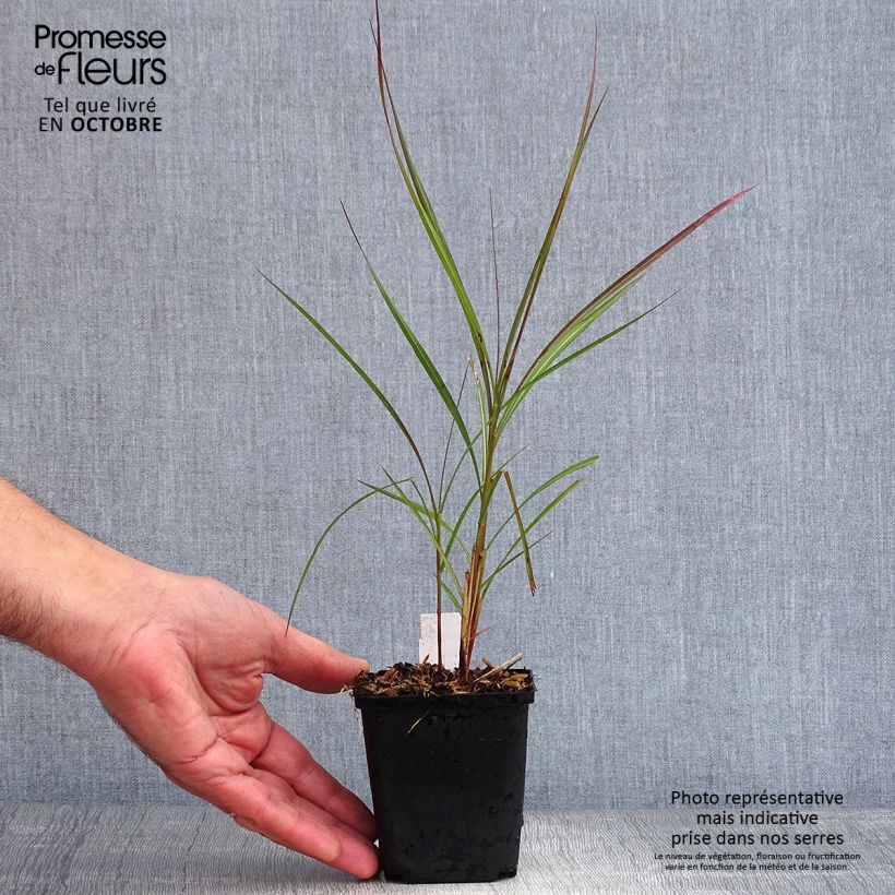 Amostra de Miscanto sinensis Purple Fall Vaso de 8/9 cm tal como entregue no outono