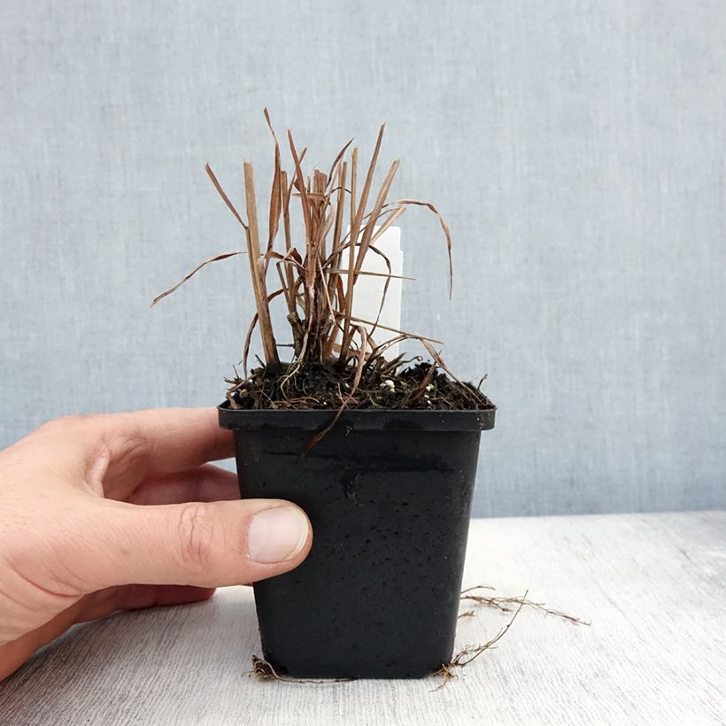 Amostra de Miscanto sinensis Purpurascens Vaso de 8/9 cm tal como entregue no outono