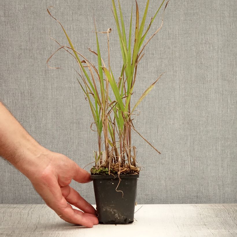 Amostra de Miscanto sinensis Purpurascens Vaso de 8/9 cm tal como entregue no verão