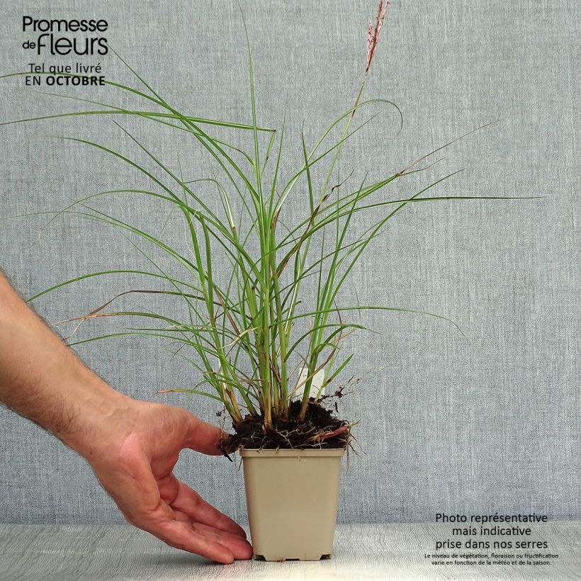 Amostra de Miscanto sinensis Red Chief Vaso de 8/9 cm tal como entregue no outono