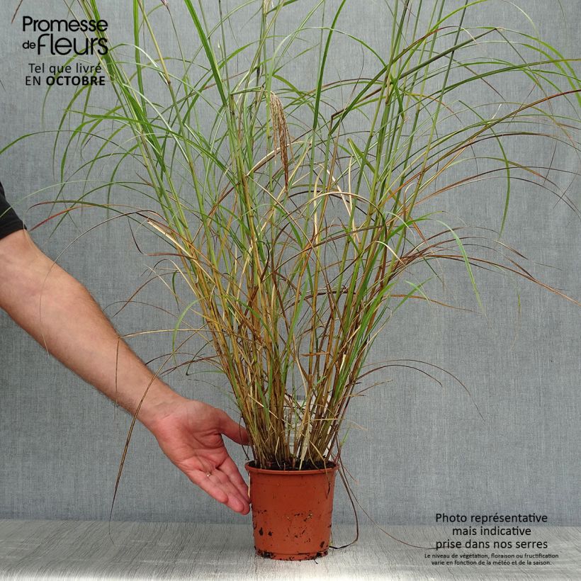 Amostra de Miscanto sinensis Red Chief Vaso de 1,5 L/2 L tal como entregue no outono