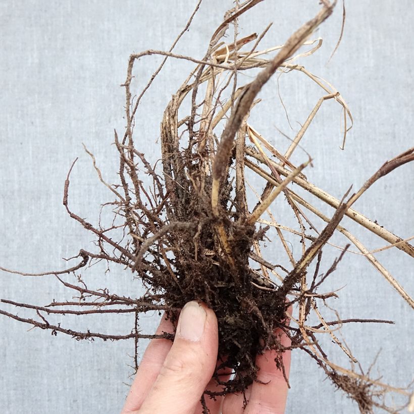 Amostra de Miscanto sinensis Red Chief Raízes nuas tal como entregue no inverno