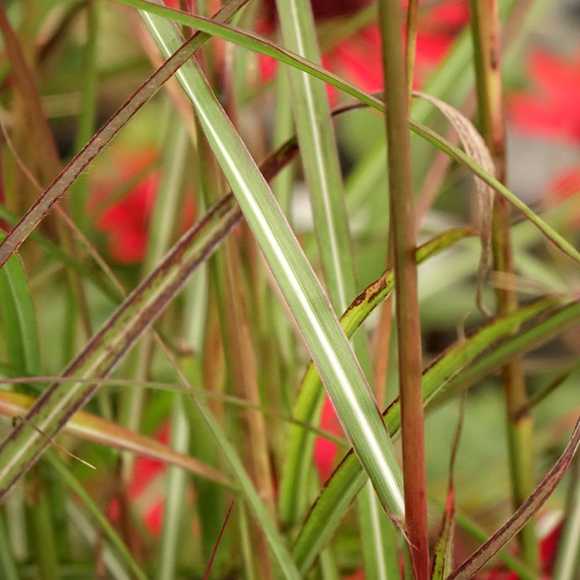 Miscanto sinensis Samurai (Folhagem)
