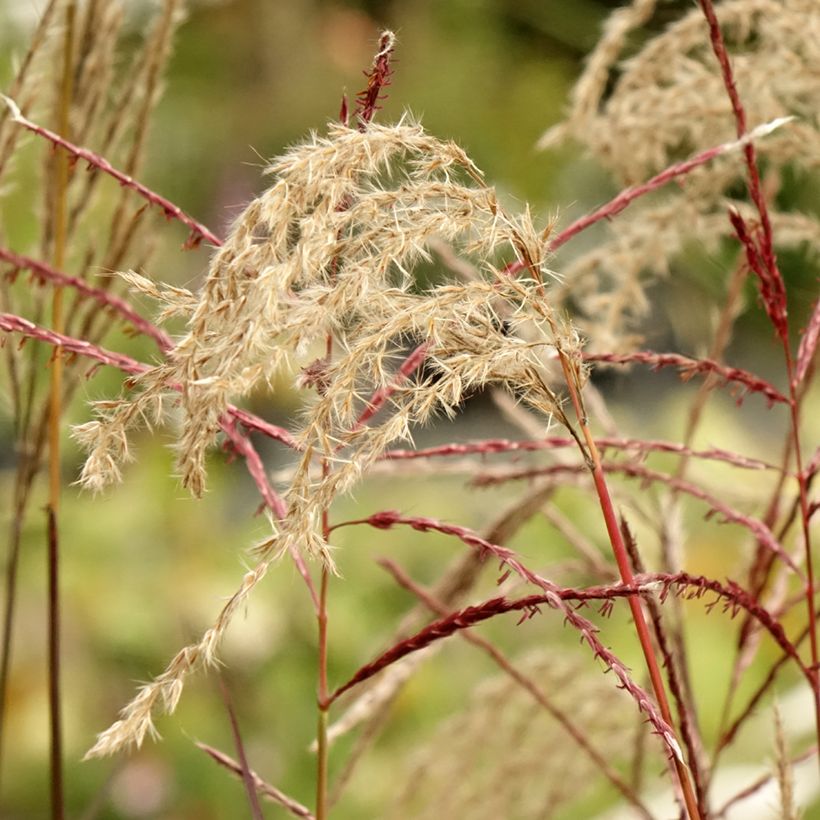 Miscanto sinensis Samurai (Floração)