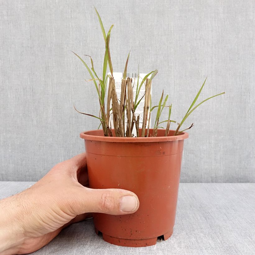 Amostra de Miscanto sinensis Samurai Vaso de 1 L/1,5 L tal como entregue na primavera