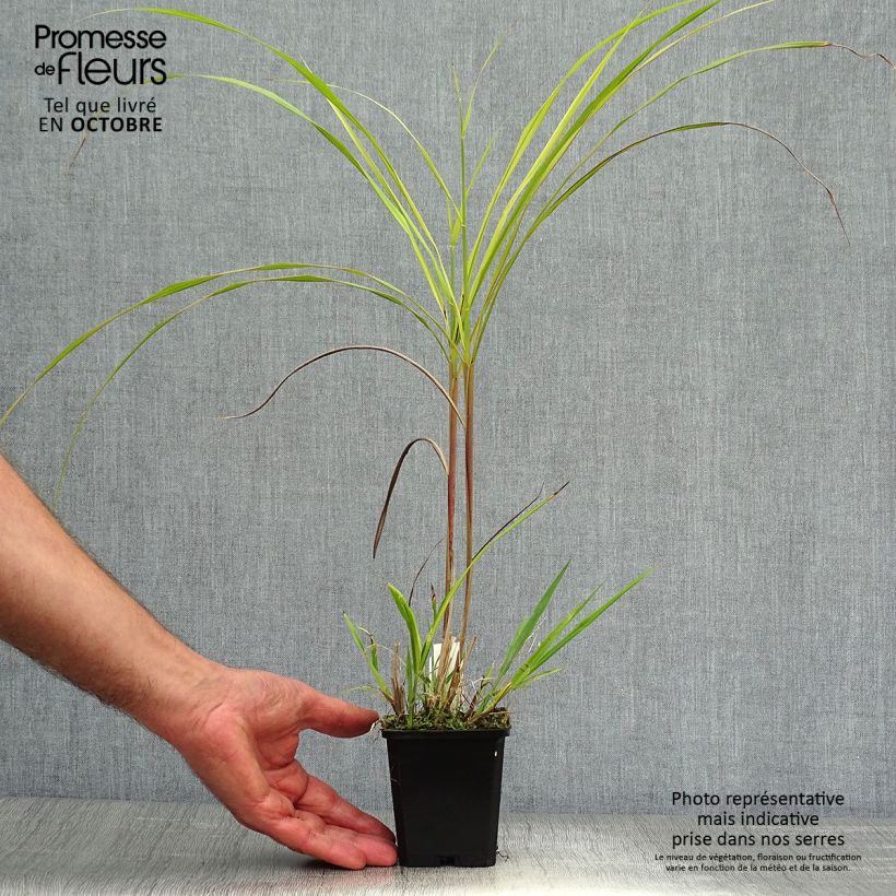 Amostra de Miscanto sinensis Silberfeder Vaso de 8/9 cm tal como entregue no outono