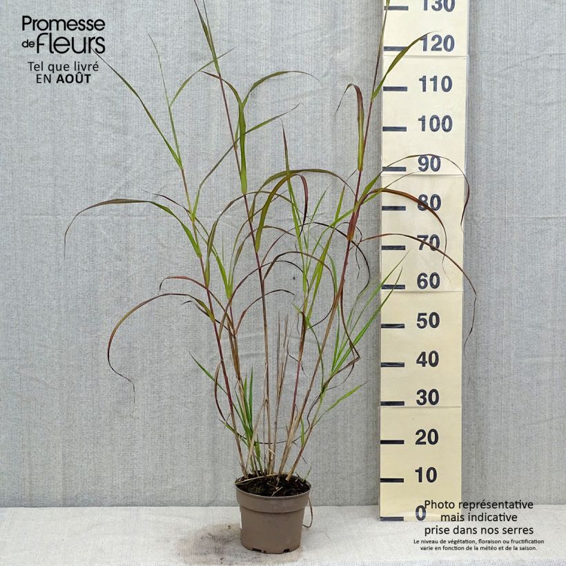 Amostra de Miscanto sinensis Silberfeder Vaso de 2 L/3 L tal como entregue no verão