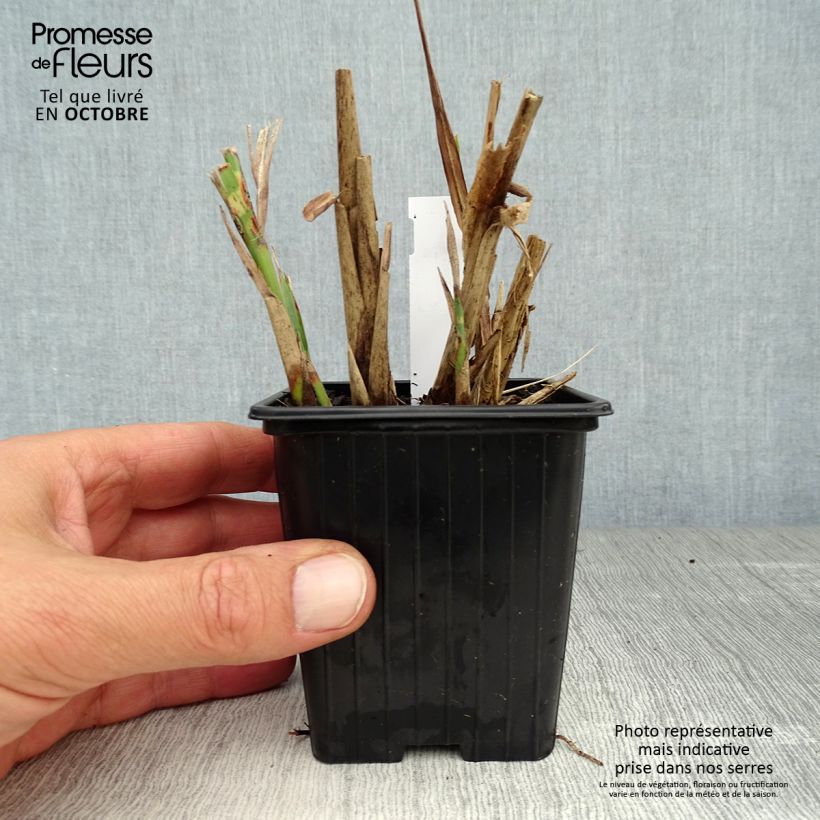 Amostra de Miscanto sinensis Sirene Vaso de 8/9 cm tal como entregue no outono