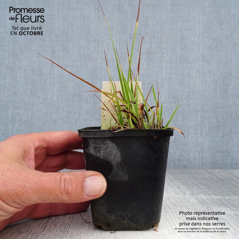 Amostra de Miscanto sinensis Strictus Dwarf Vaso de 8/9 cm tal como entregue no outono