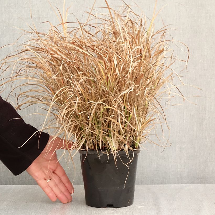 Amostra de Miscanto sinensis Strictus Dwarf Vaso de 2 L/3 L tal como entregue no outono