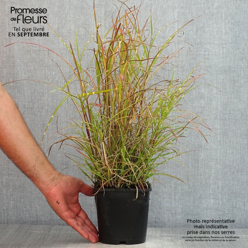 Amostra de Miscanto sinensis Strictus Dwarf Vaso de 2 L/3 L tal como entregue no verão