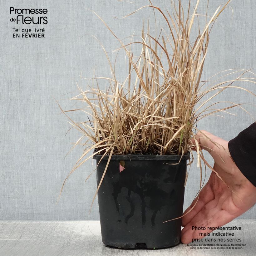 Amostra de Miscanthus sinensis Strictus Dwarf - Roseau de Chine Vaso de 2 L/3 L tal como entregue no inverno