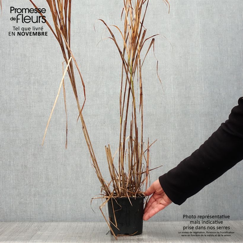 Amostra de Miscanto sinensis Strictus Vaso de 2 L/3 L tal como entregue no outono