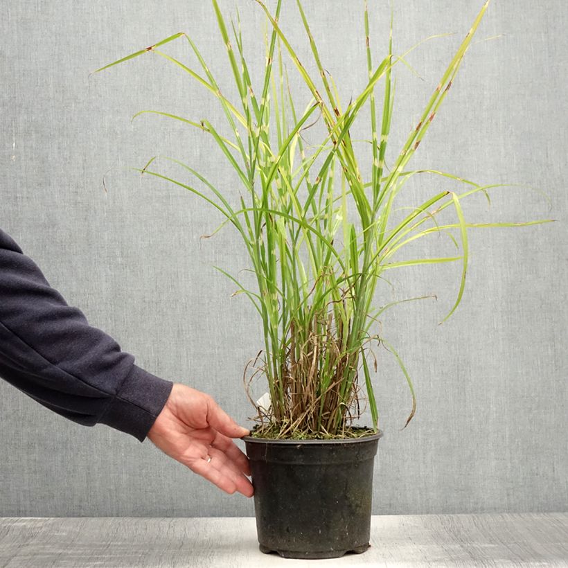 Amostra de Miscanto sinensis Strictus Vaso de 2 L/3 L tal como entregue no verão