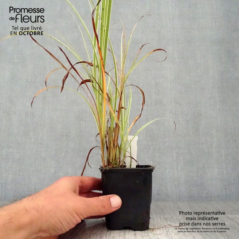 Amostra de Miscanto sinensis Variegatus Vaso de 8/9 cm tal como entregue no outono