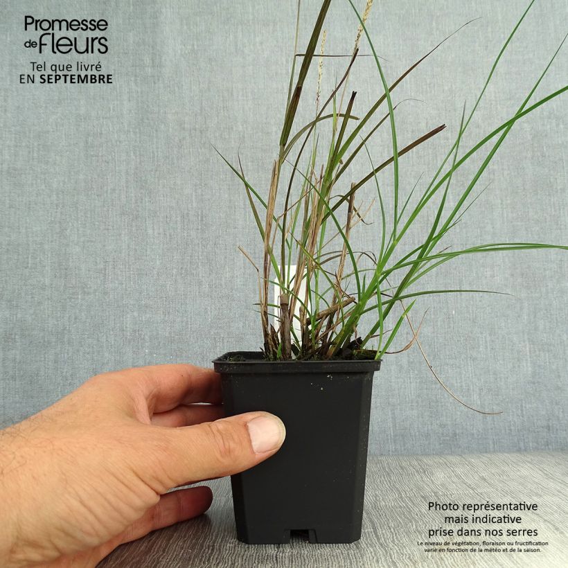 Amostra de Miscanto sinensis Yaku-Jima Vaso de 8/9 cm tal como entregue no outono