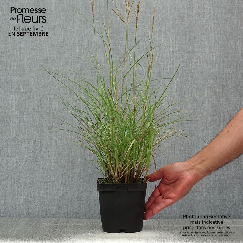Amostra de Miscanto sinensis Yaku-Jima Vaso de 2 L/3 L tal como entregue no verão