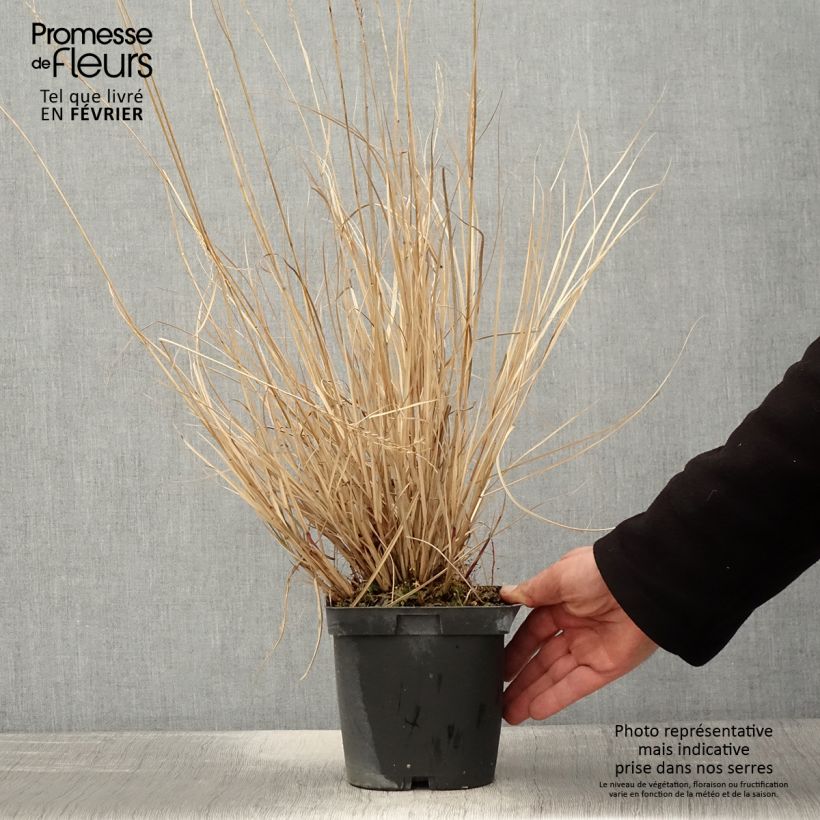 Amostra de Miscanthus sinensis Yaku-Jima - Roseau de Chine  Vaso de 2 L/3 L tal como entregue no inverno