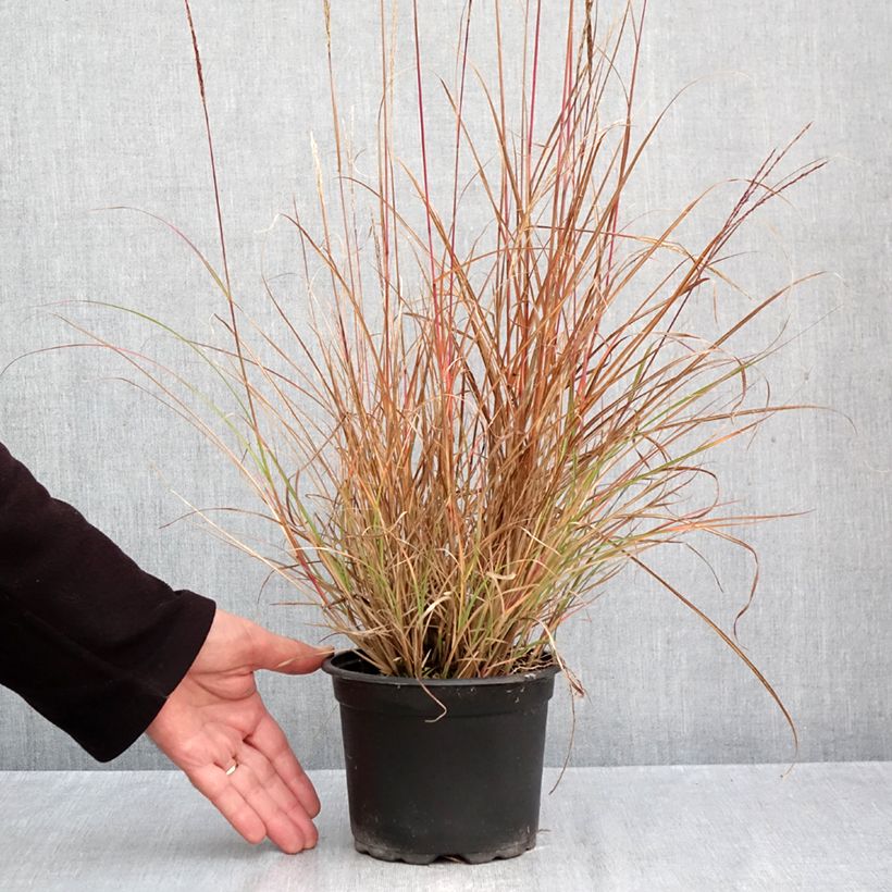 Amostra de Miscanto sinensis Yaku-Jima Vaso de 2 L/3 L tal como entregue no outono