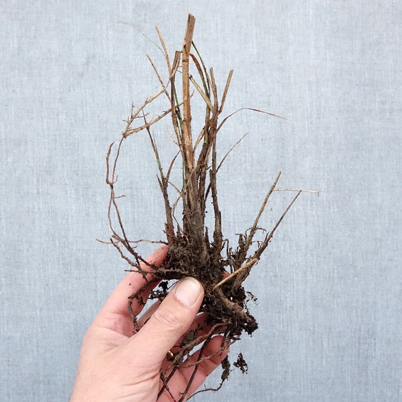 Amostra de Miscanto sinensis Yaku-Jima Raízes nuas tal como entregue no inverno
