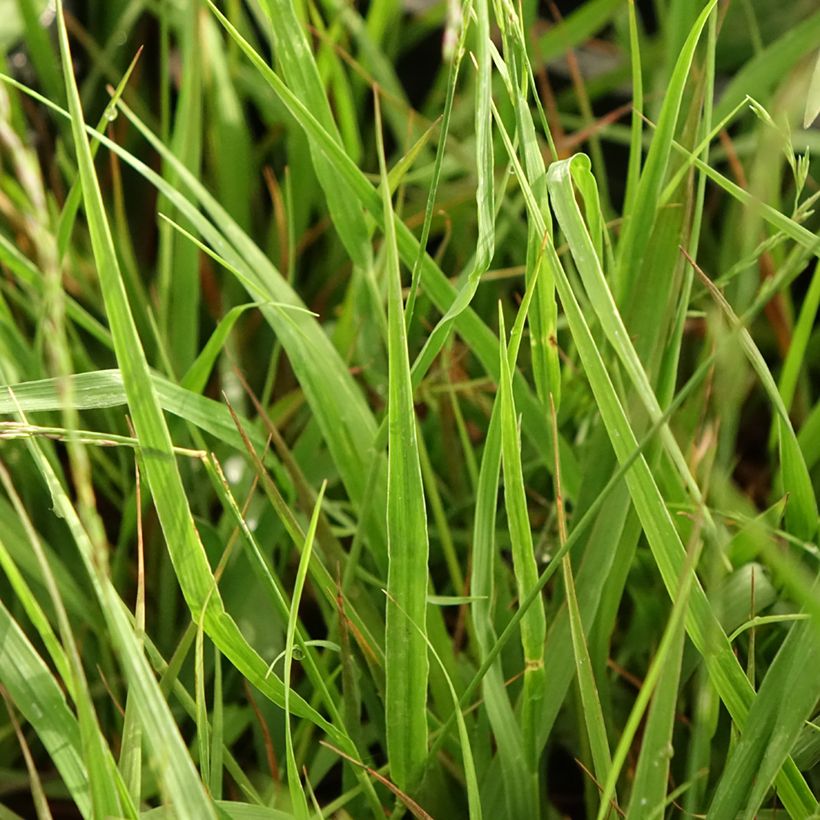 Molinia caerulea subsp. arundinacea Karl Foerster (Folhagem)