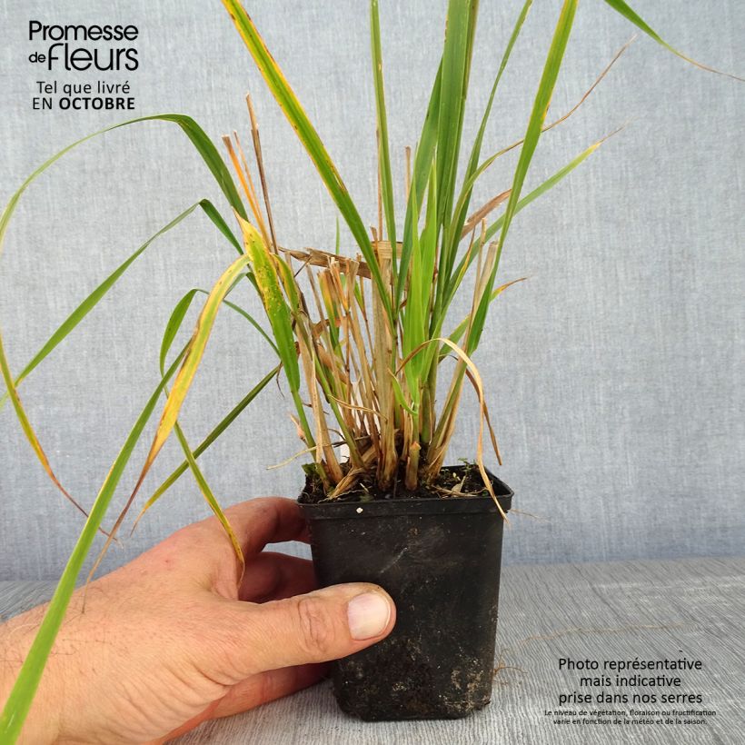Amostra de Molinia caerulea subsp. arundinacea Windsaule Vaso de 8/9 cm tal como entregue no outono