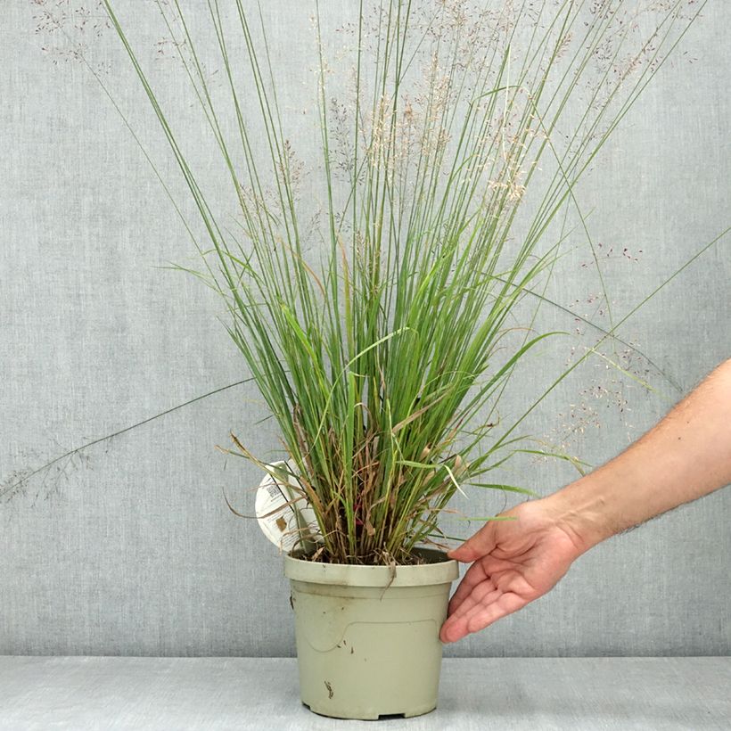 Amostra de Molinia caerulea Banshee Vaso de 3 L/4 L tal como entregue no verão