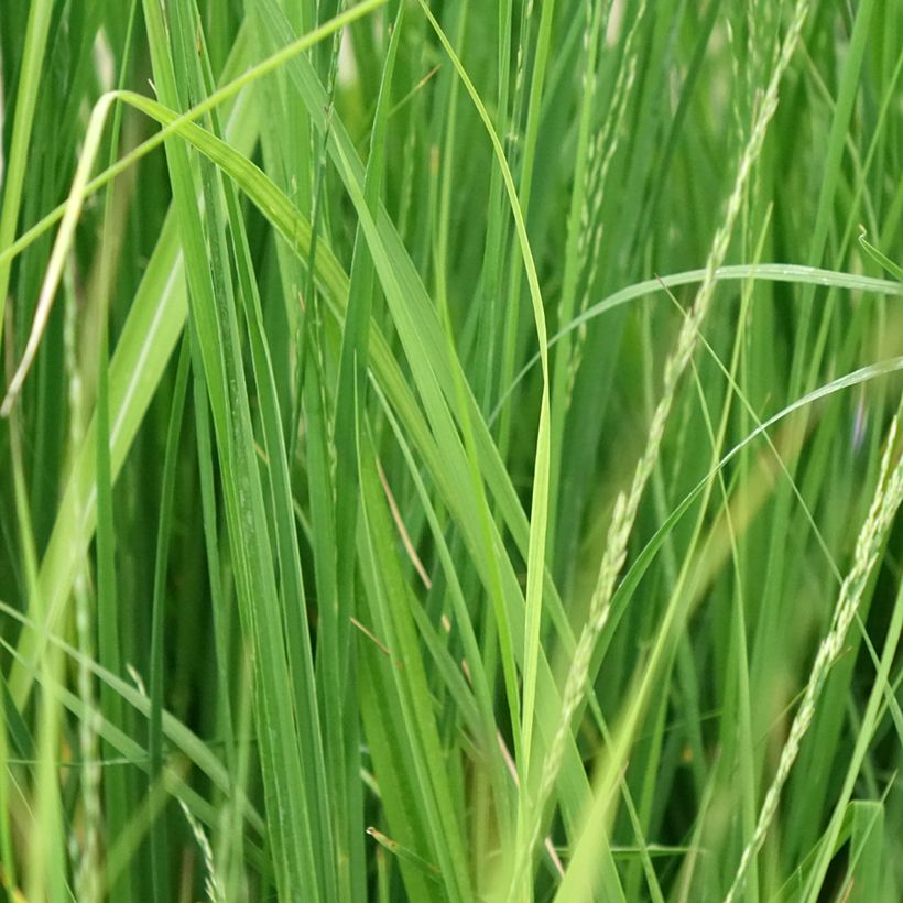 Molinia caerulea Edith Dudszus (Folhagem)
