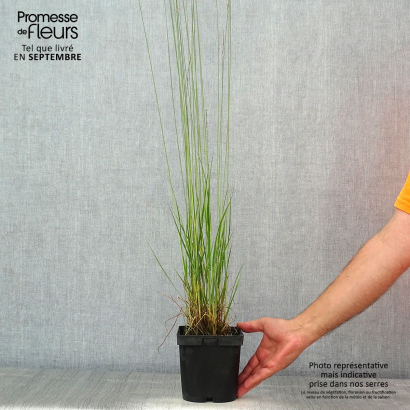 Amostra de Molinia caerulea Edith Dudszus Vaso de 2 L/3 L tal como entregue no verão