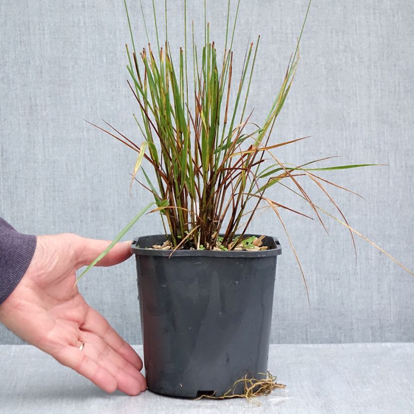 Amostra de Molinia caerulea Edith Dudszus Vaso de 2 L/3 L tal como entregue no outono