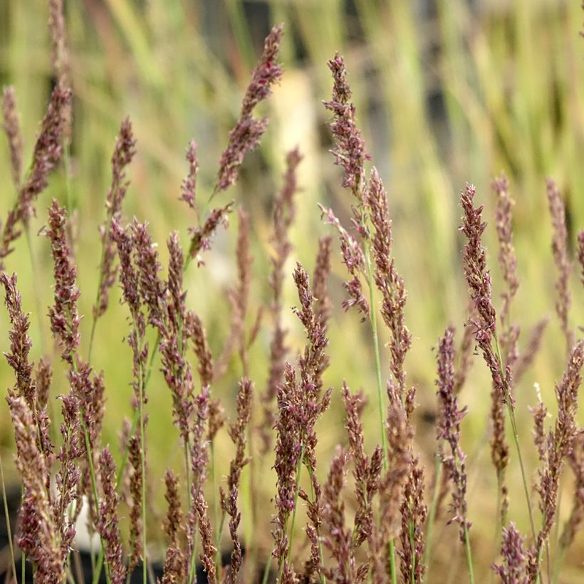 Molinia caerulea Heidezwerg (Floração)