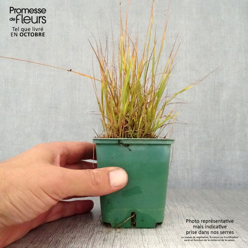 Amostra de Molinia caerulea Heidezwerg Vaso de 8/9 cm tal como entregue no outono