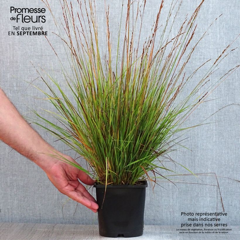 Amostra de Molinia caerulea Heidezwerg Vaso de 2 L/3 L tal como entregue no verão