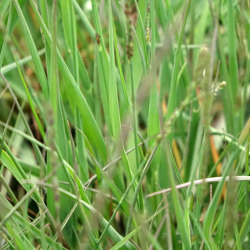 Molinia caerulea Moorflamme (Folhagem)