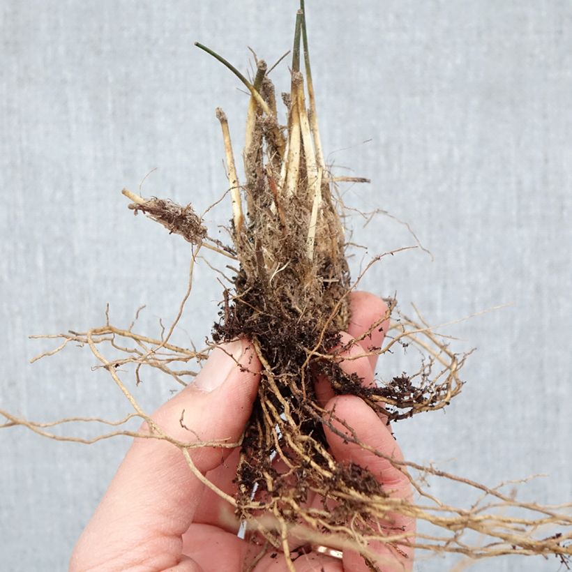 Amostra de Molinia caerulea Moorhexe Raízes nuas tal como entregue no inverno