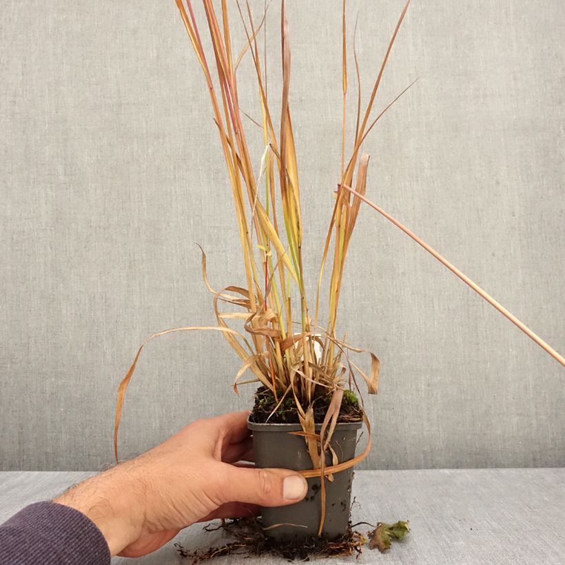 Amostra de Molinia caerulea subsp. arundinacea Fontäne Vaso de 8/9 cm tal como entregue no outono