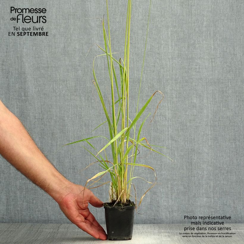 Amostra de Molinia caerulea subsp. arundinacea Fontäne Vaso de 8/9 cm tal como entregue no verão
