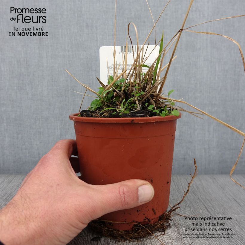 Amostra de Molinia caerulea subsp. arundinacea Fontäne Vaso de 1 L/1,5 L tal como entregue no outono