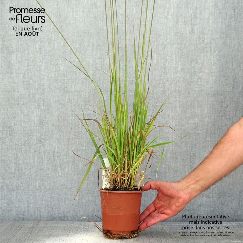 Amostra de Molinia caerulea subsp. arundinacea Fontäne Vaso de 1 L/1,5 L tal como entregue no verão